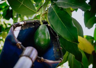 Oogst van een avocado met een oogstnet. Foto van anarociogf/Shutterstock.com
