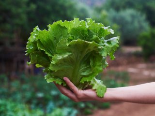 Lettuce of a good quality. Photo by nito/Shutterstock.com