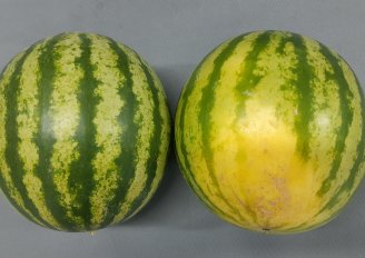 Kwaliteitscontroles van meloenen bij ontvangst is belangrijk voor de retailer. Foto van WUR