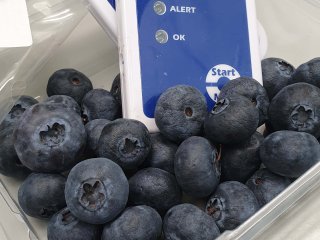 Temperature logging of blueberries is important for quality control. Photo by WUR