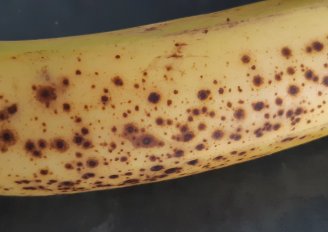 Banana sugar spot. Photo by WUR