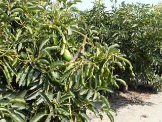 Avocado's in verschillende volgroeidheidsstadia aan een boom. Foto van WUR