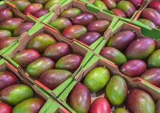Mangos in strong cardboard packages. Photo by PotapovAlexandr/Shutterstock.com