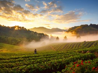 Strawberries should be harvested in the coolest part of the day. Photo by sripfoto/Shutterstock.com