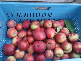 Crate with apples of various quality. Photo by WFBR