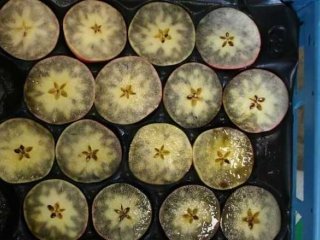 Appels in een jodiumoplossing (Lugol) gedoopt om het zetmeelgehalte te bepalen. Foto van WUR