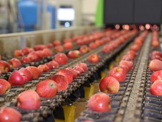 Figure 4. Apples moving on a conveyor belt. Source: branislavpudar/shutterstock.com