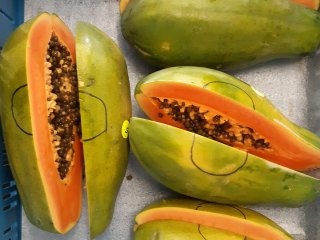 Papaya cut open for quality inspection. Photo from WUR