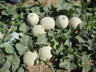 Melons in the field. Photo by WUR.