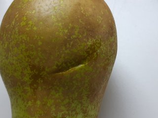 A puncture in the skin of the pear. Photo by WFBR