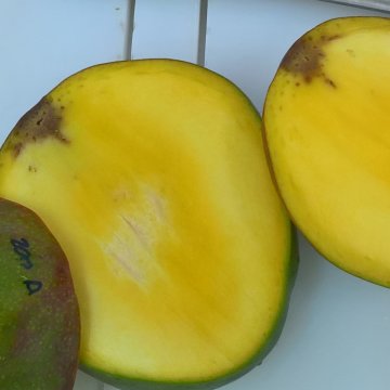 Schimmelrot bij mango. Foto van WUR. 