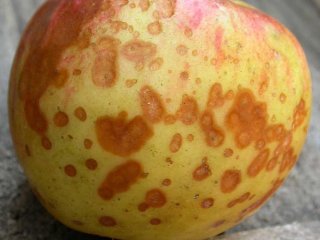 Apple stored in too dry (upper picture) or too humid (picture below) conditions. Photo by WUR. 