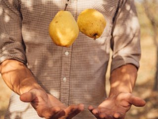 Gooi niet met peren, ze zijn kwetsbaar. Foto van Pawle/Shutterstock.com