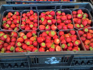 Strawberries packed in a plastic crate filled with punnets. Photo from WUR