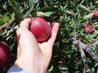 Hand picking one apple. Photo by WFBR