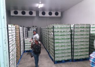 A cold storage room with packed avocados. Photo by WFBR. 