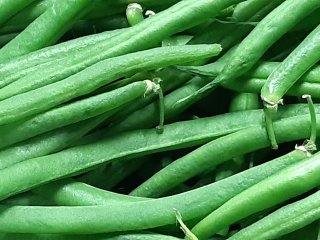 Green beans become limp in dry conditions. Photo by WUR. 
