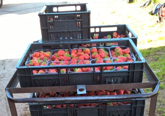 Trolley with strawberry crates. Photo by WFBR