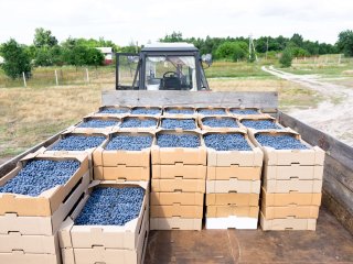Well-stacked crates of blueberries. Photo by Chizhevskaya Ekaterina/Shutterstock.com