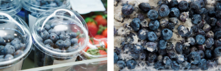 Quality of blueberries is important for consumers. Left hand picture shows blueberries in a consumer packaging (photo by hurricanehank/Shutterstock.com), on the right mouldy blueberries are shown (photo by kellyreekolibry/Shutterstock.com).
