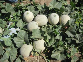 Meloenen op het veld. Foto van WUR