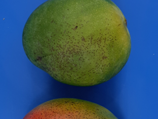 Ingezonken bruine plekken, symptooms koudeschade bij mango's . Foto door WUR. 
