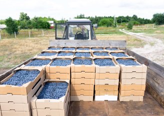 Keurig gevulde en gestapelde dozen met blauwe bessen op het land, klaar voor transport naar het pakhuis. Foto van Chizhevskaya Ekaterina/Shutterstock.com
