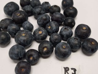Dehydrated blueberries shrivel. Photo by WUR
