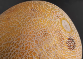 Een meloen met een uitwendig gebrek. Foto van WUR