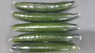 Komkommers met krimpfolie. Krimpfolie vergroot de weerstand tegen vochtverlies. Foto door WUR