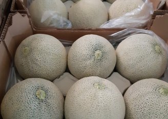 Melons packed in boxes. Photo by WUR.