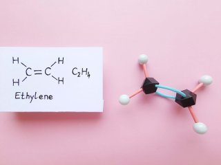 Ethylene is the ripening and senescence hormone. Photo by Danijela Maksimovic/Shutterstock.com