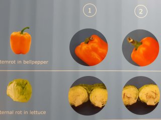 Two examples of how disorders may appear in fresh products. Photo by WUR