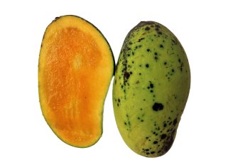 Een mango met externe en interne defecten. Foto van Sunet Suesakunkhrit/Shutterstock.com