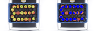 An image of a crate of apples (left) and a mask with the blos detected overlaid (right)