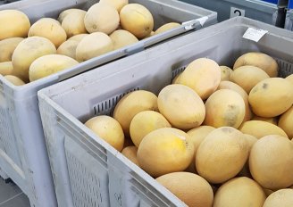 Harvested melons placed in bins in the field. Photo by WUR