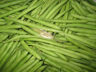 French beans with mould. The trend of reduced use of  chemical crop protection asks for innovative solutions to prevent losses in the chain because of pathogens. Photo by WUR. 