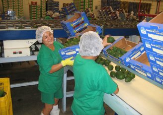 Het verpakken van avocado's in dozen. Foto van WUR