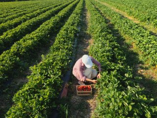 Het oogsten van aardbeien in het veld. Foto van DedovStock/Shutterstock.com