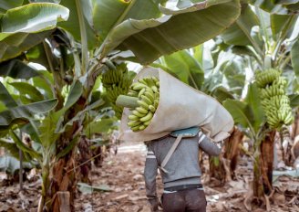 Een werknemer draagt geoogste bananen met een beschermend kussen op de schouder. Photo by RossHelen/Shutterstock.com