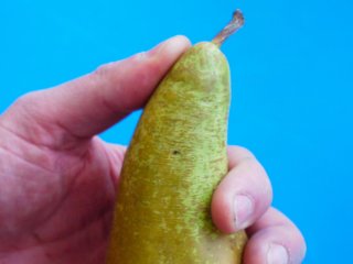 First signs of shrivelling are often visible at the neck of the pear . Photo by WUR