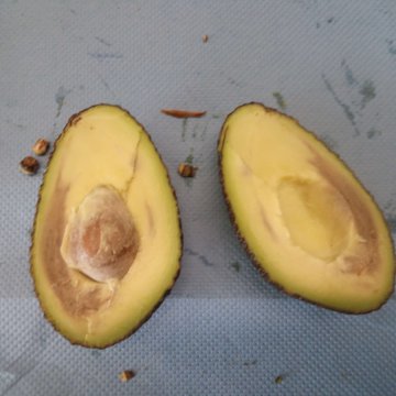 Internal browning avocado. Photo by WFBR.