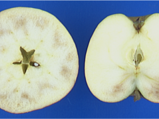 Apples with chilling injury. Photo by WUR