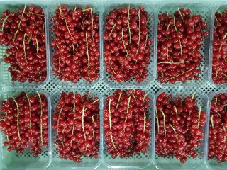 A plastic crate filled with smaller units for red currant. Photo by WUR.