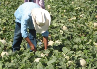 Melon harvested by hand in the field. Photo by WUR