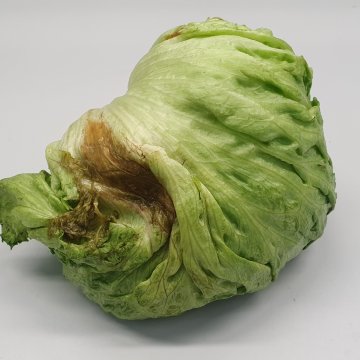 Rot in a lettuce head. This can occur if the packaging does not exchange air and the product 'suffocates'. Photo by WUR.