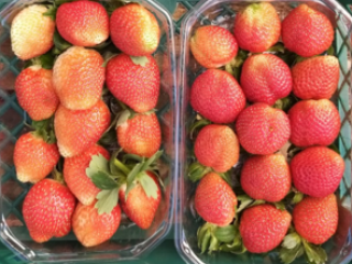 Pale strawberries are less appealing. Photo by WFBR