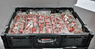 Packed tomatoes in crates. There is an interaction between the tomatoes and the conditions around them. The conditions here are partly determined by the packaging. Each measure provides an interaction between the product and the environment. Photo by WUR.
