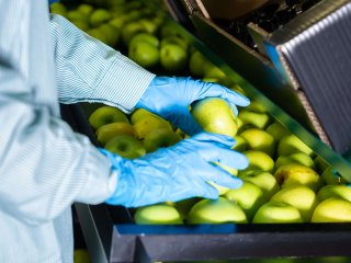 Sorting and grading line of apples. Photo by BearFotos/Shutterstock.com