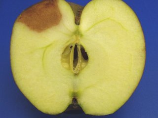 Apple with low oxygen injury. Photo by WFBR